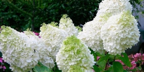 Hydrangea grandiflora paniculata - opis, sadnja i njega